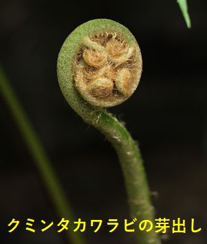 �N�~���^�J�����r�̉�o��